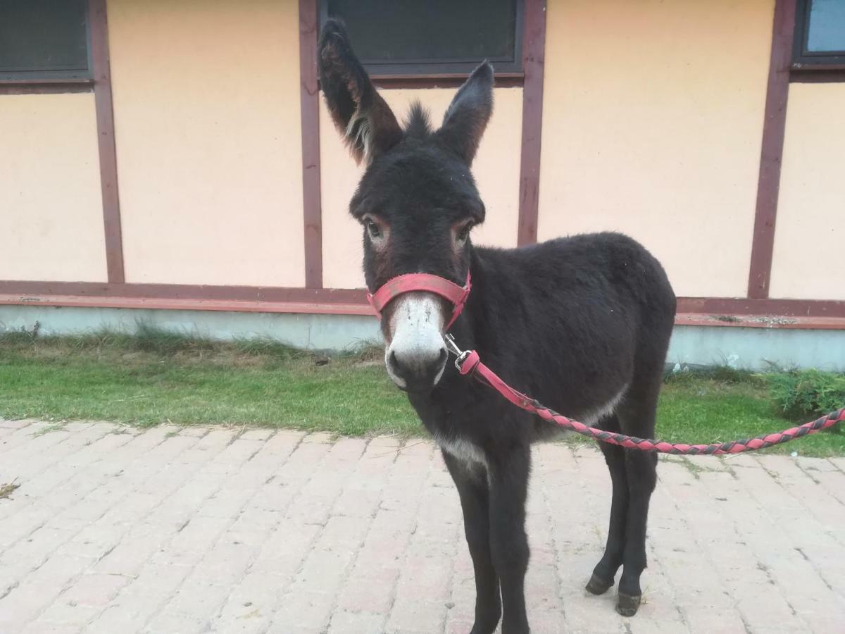 Pensjonat Przy Stajni Kierzkowo  Екстериор снимка
